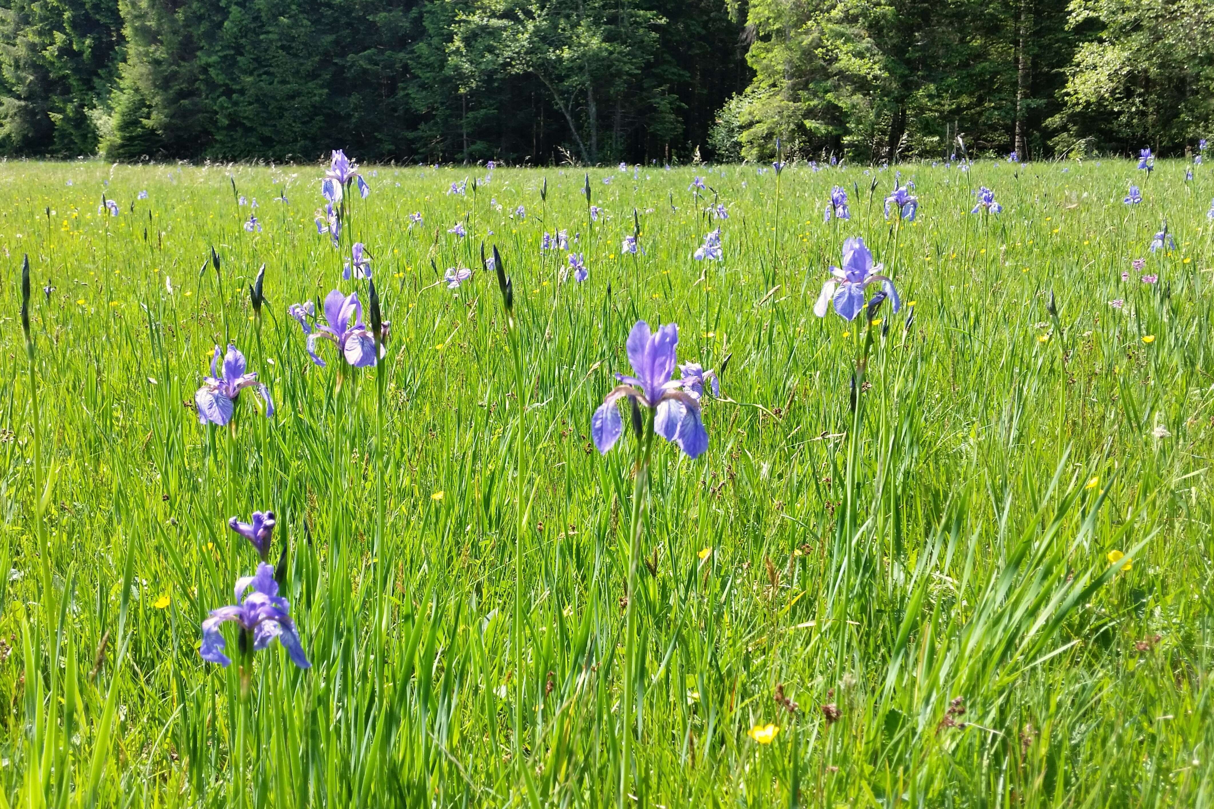 Image of German Iris