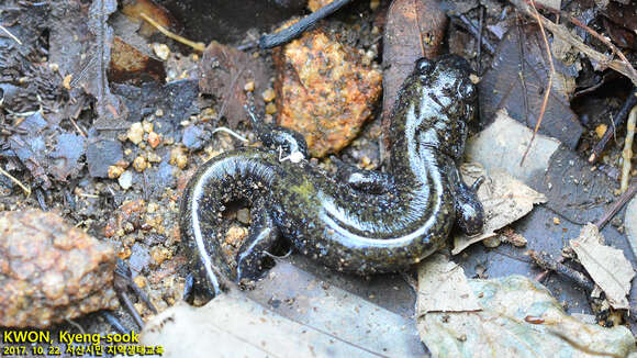 Image of Chinese Salamander