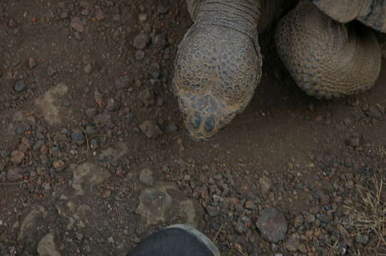 Image of Sierra Negra giant tortoise