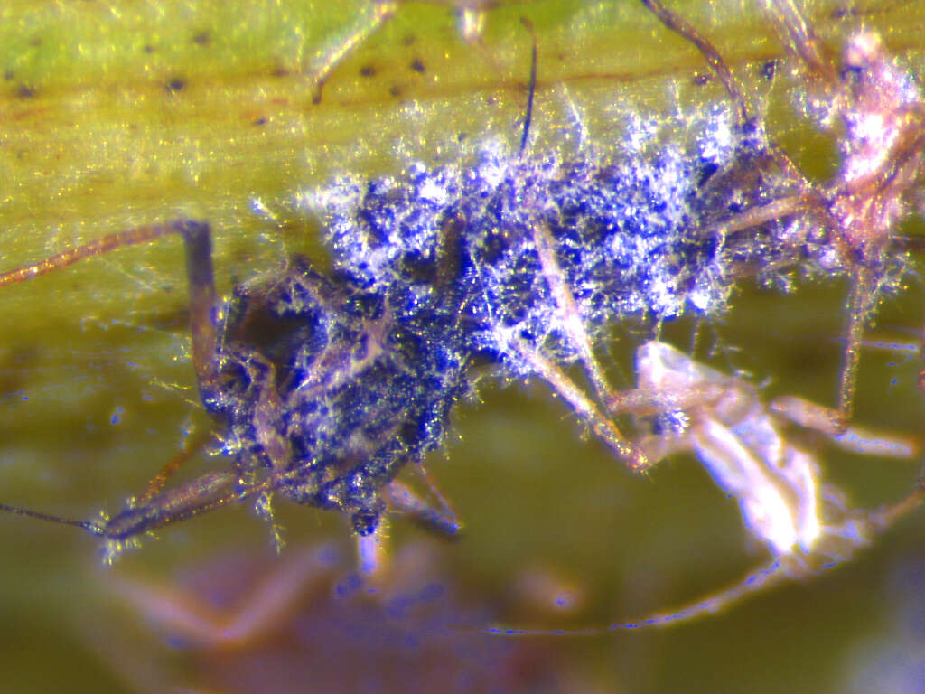 Image of Banana aphid