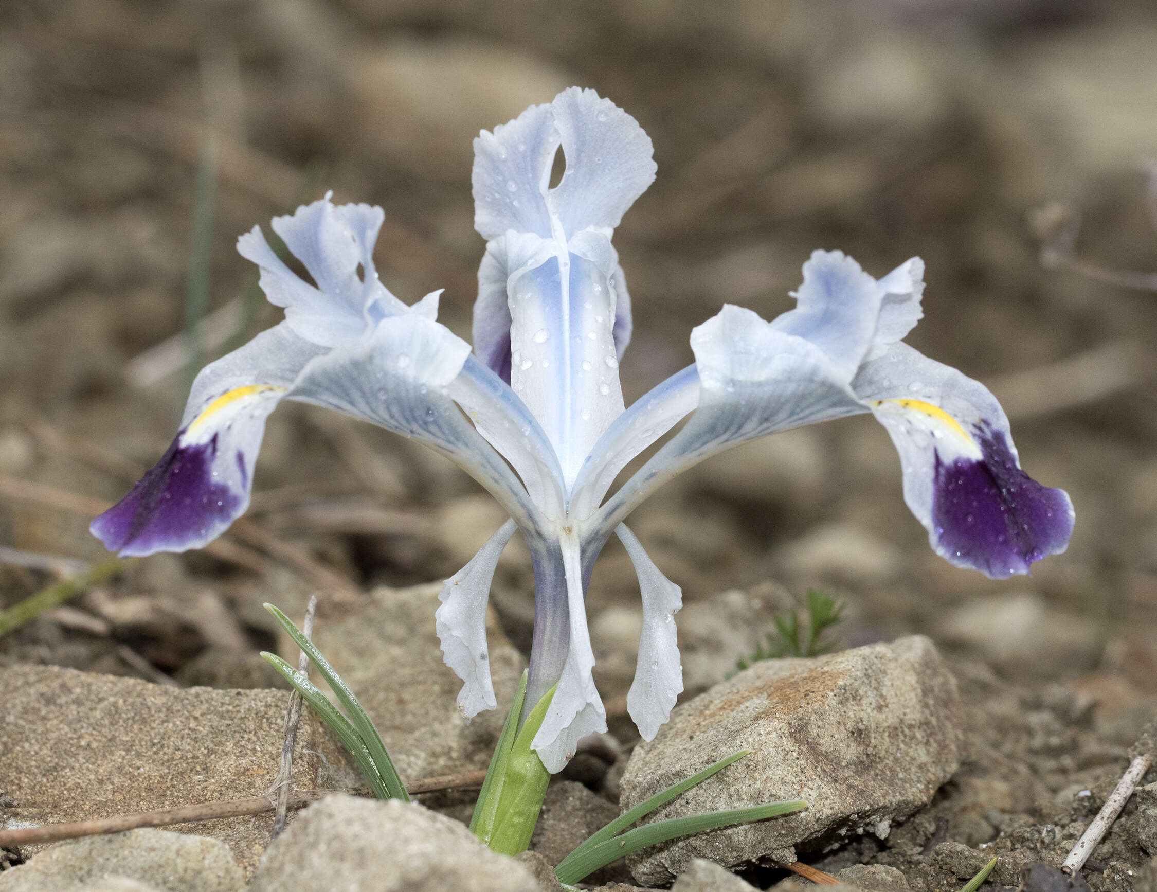 Imagem de Iris stenophylla Hausskn. ex Baker