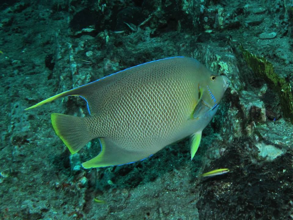 Image of Holacanthus bermudensis Goode 1876