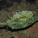 Image of Four-Horned Trunkfish