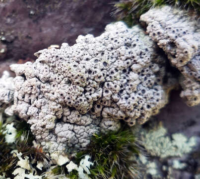 Image of Cow pie lichen