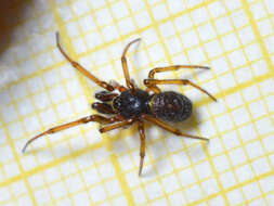 Image of False widow