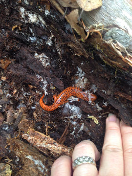 Image of Northern red salamander