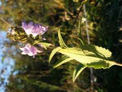 Imagem de Campanula bononiensis L.