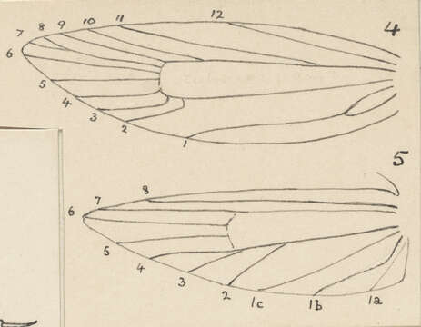 Image of Eutorna caryochroa Meyrick 1889
