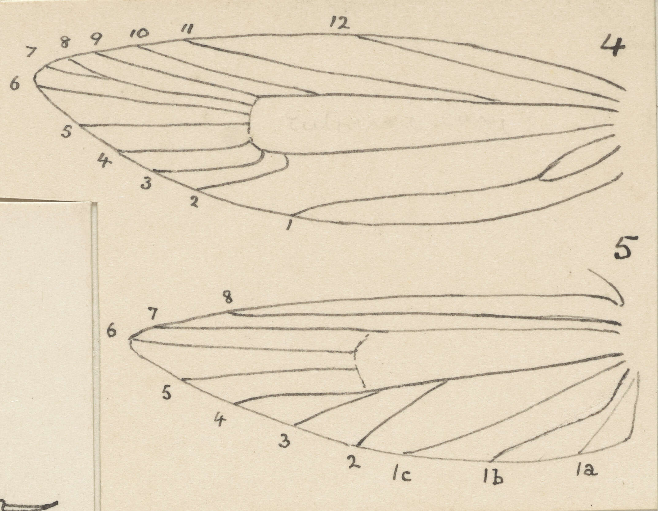 Image of Eutorna caryochroa Meyrick 1889