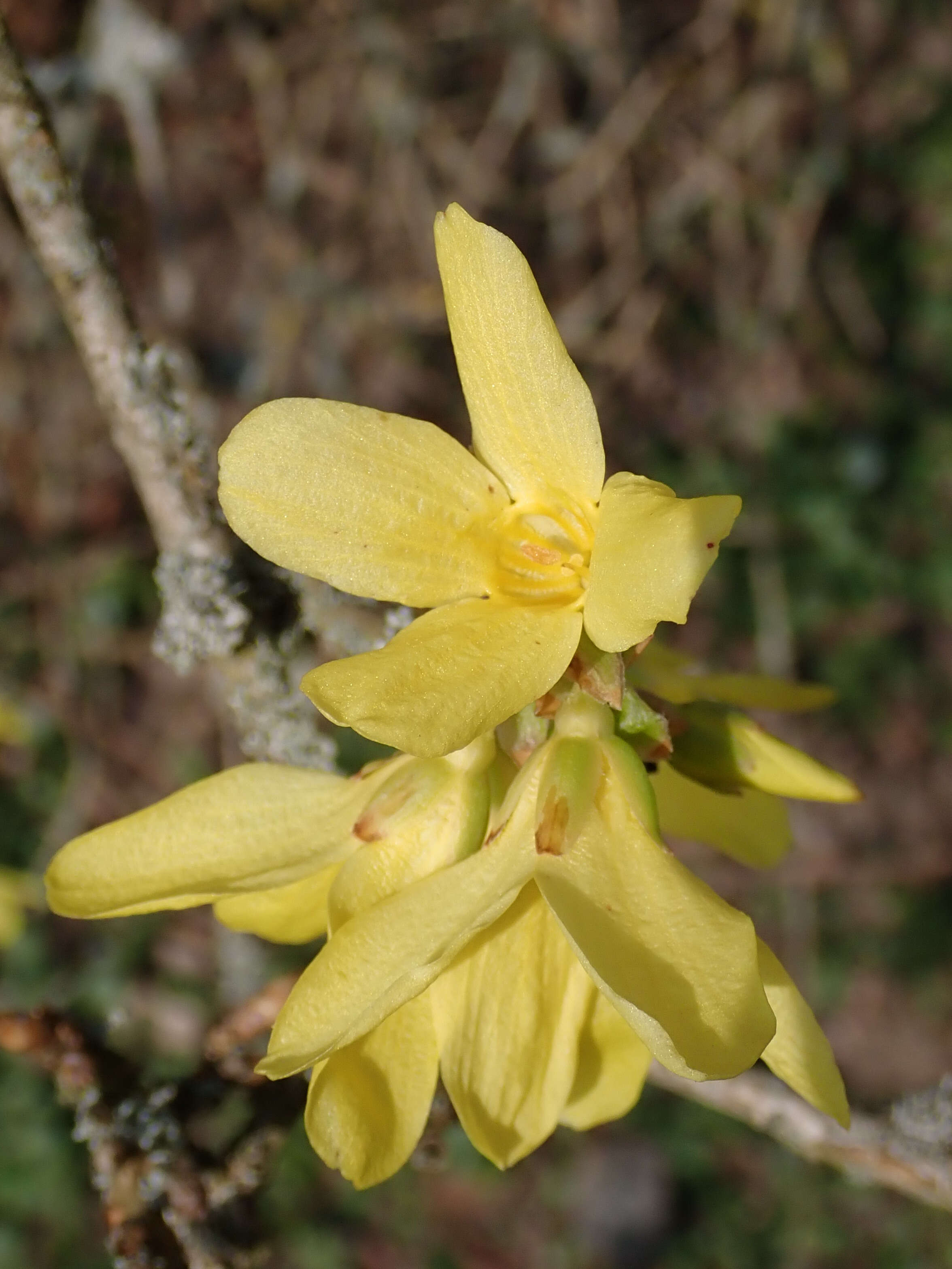 Imagem de Forsythia europaea Degen & Bald.