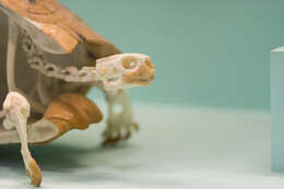 Image of Bell’s hinged tortoise