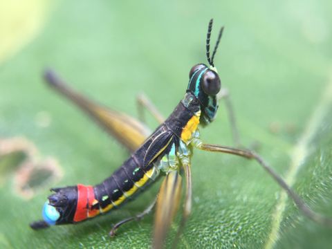 Image of <i>Paramastax duquei</i> Descamps 1971
