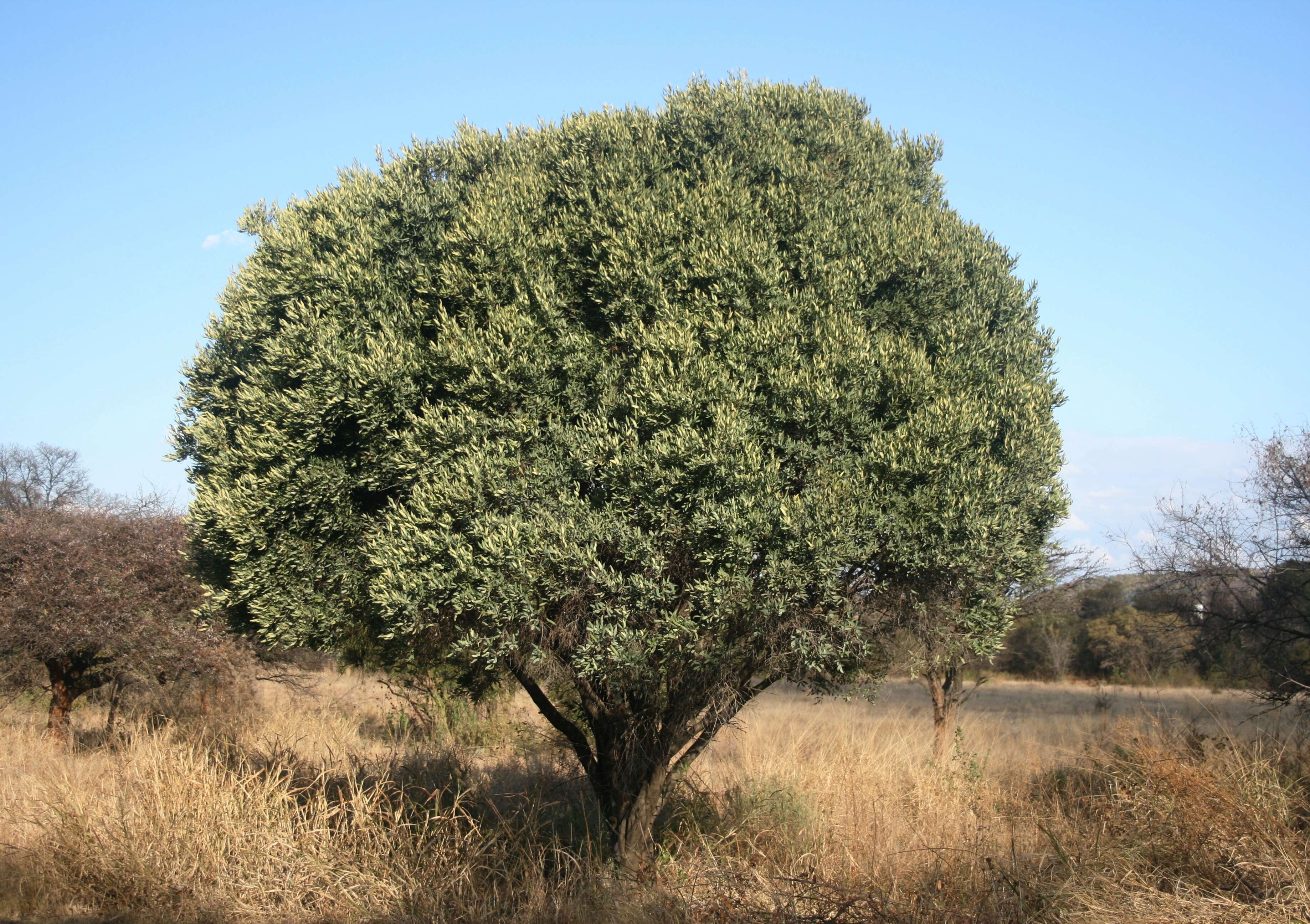 Image de Euclea crispa (Thunb.) Gürke