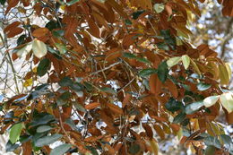 Image of <i>Chrysophyllum oliviforme</i>
