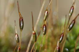 Image of atrichum moss