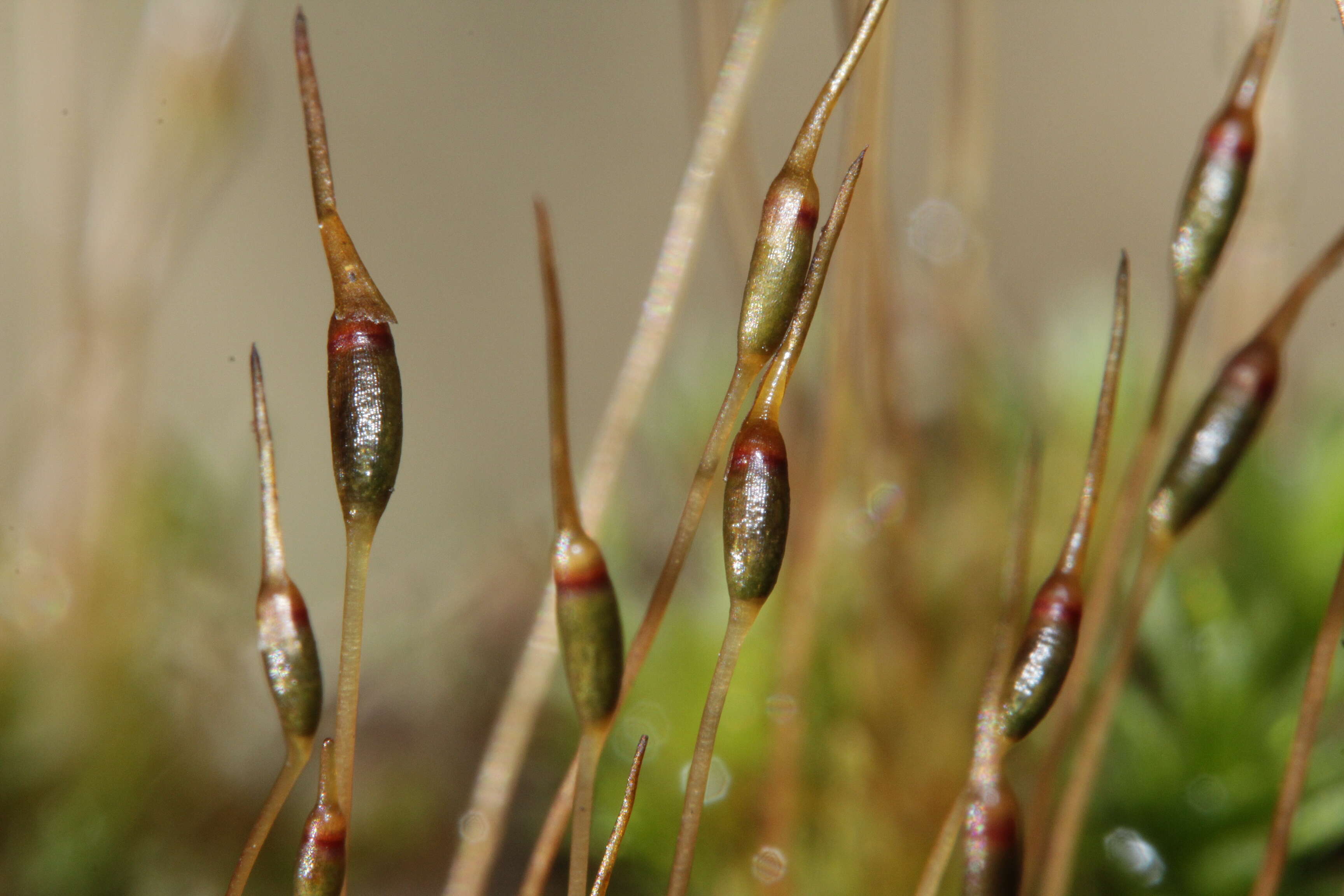 Image of atrichum moss