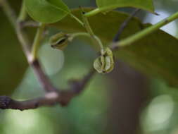 Sivun Diospyros paniculata Dalzell kuva