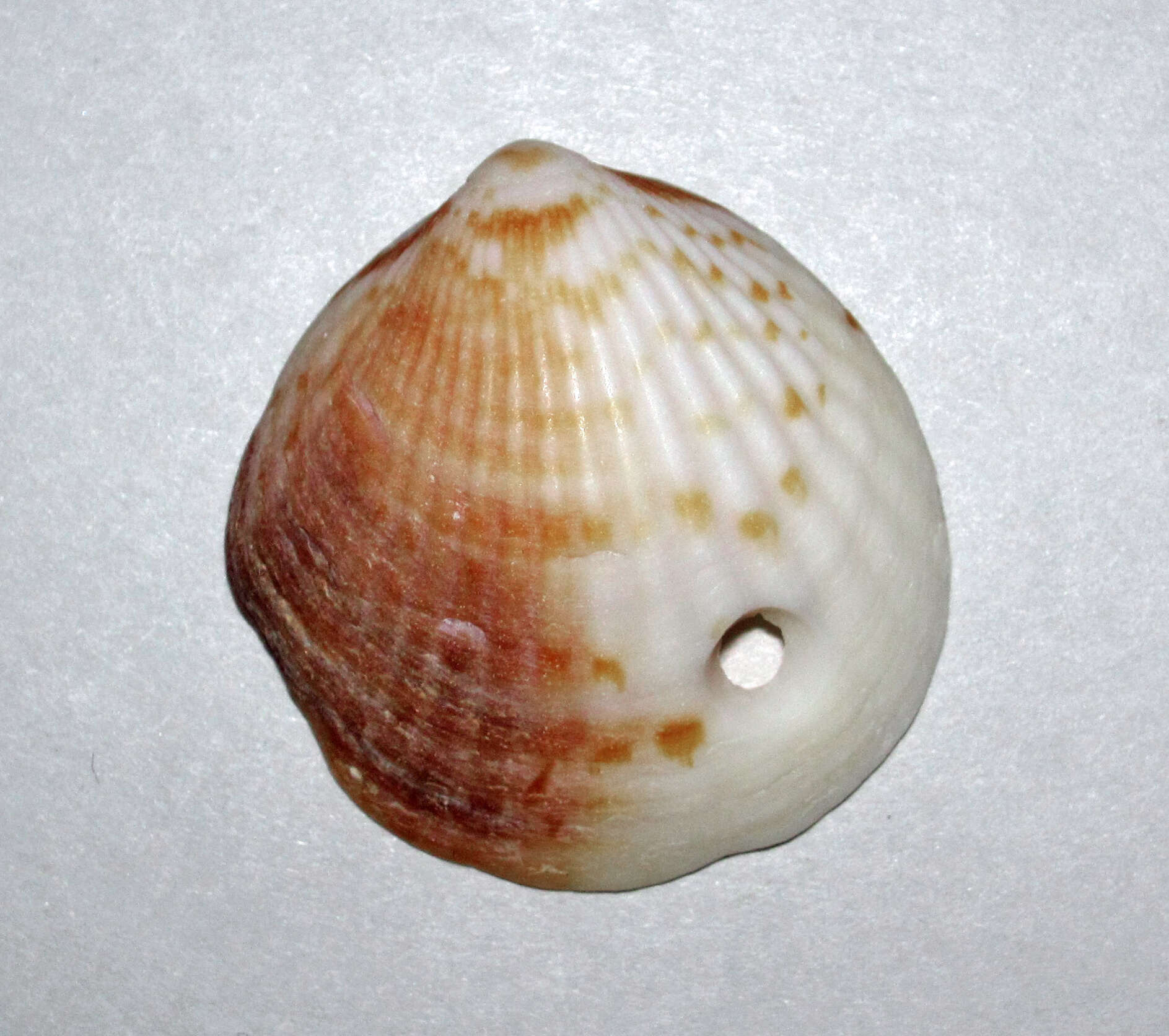 Image de Tucetona pectinata (Gmelin 1791)