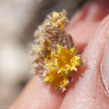 Image of granite mousetail
