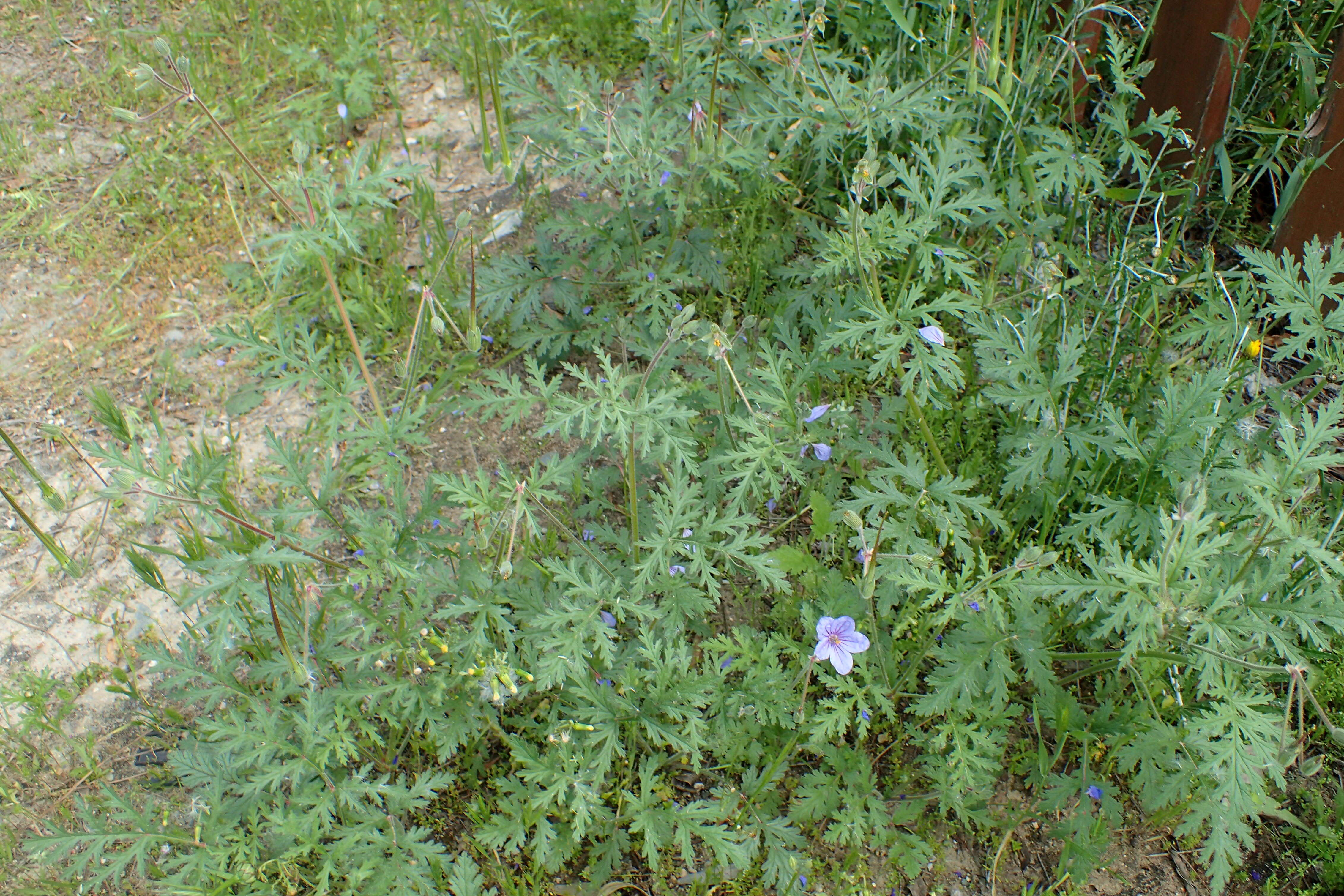 Imagem de Erodium laciniatum (Cav.) Willd.