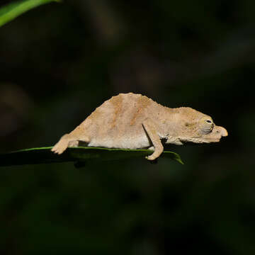 Image of Marshall's African Leaf Chameleon