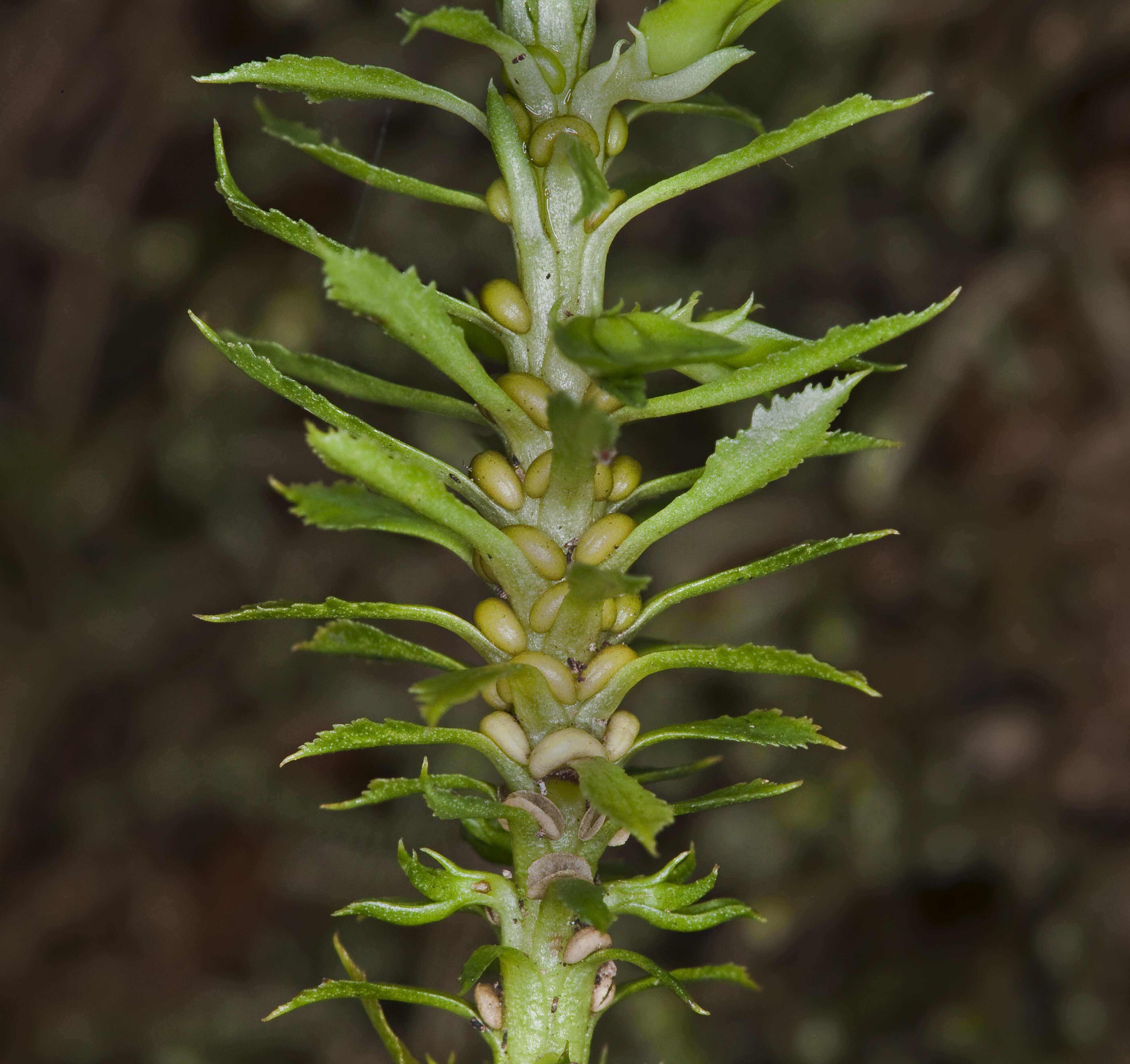 Image of toothed clubmoss