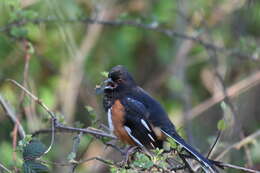 Image of Eastern Towhee