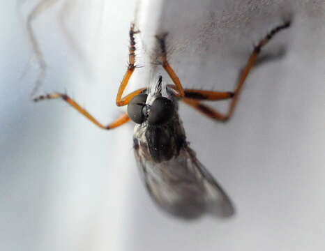 Image of Devon Red-legged Robber Fly