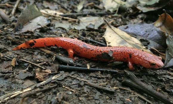 Image of Northern red salamander