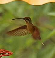 Image of Reddish Hermit