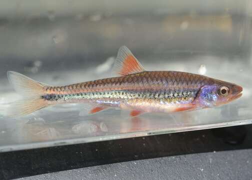 Image of Rainbow Shiner