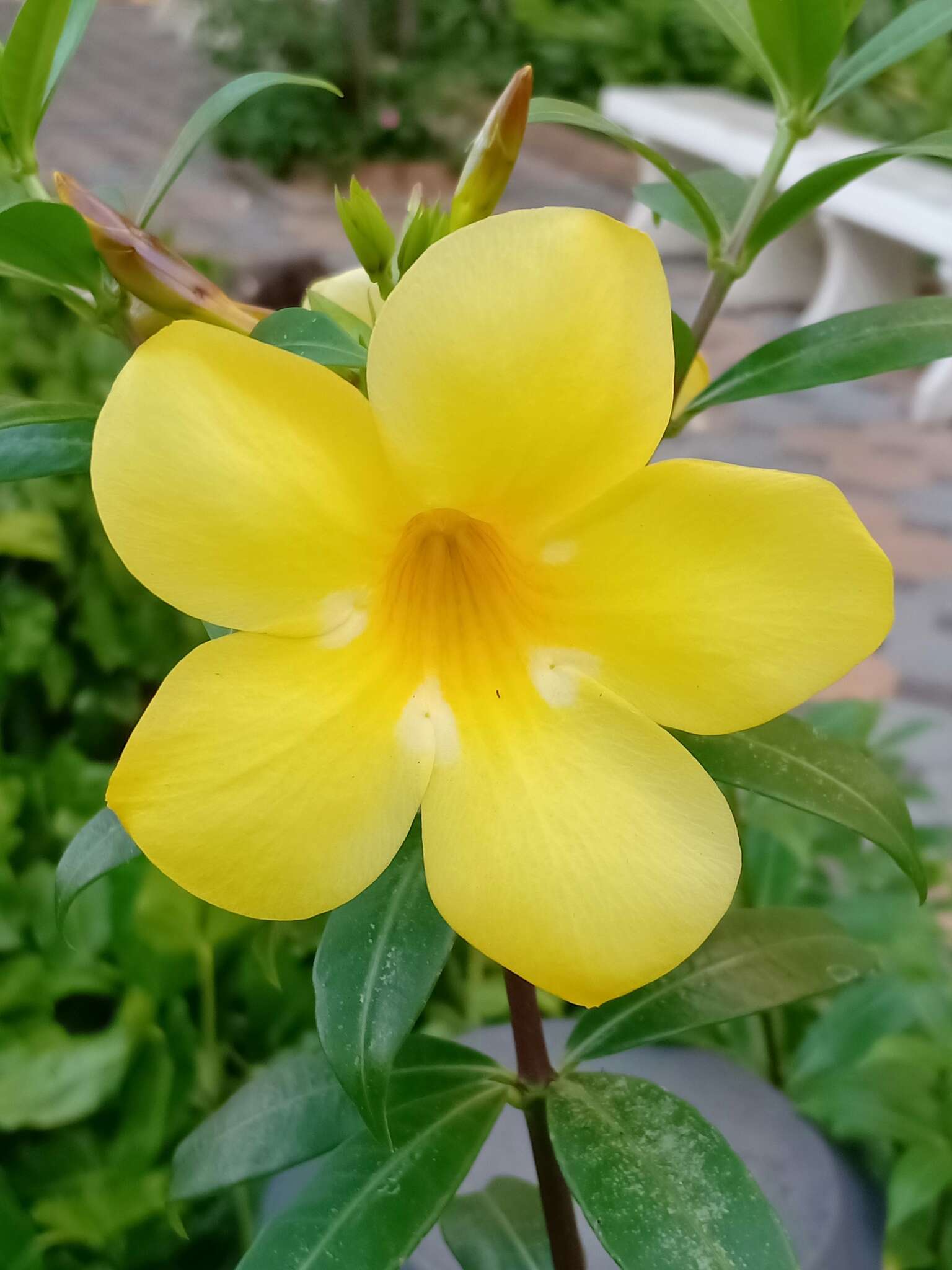 Image of golden trumpet