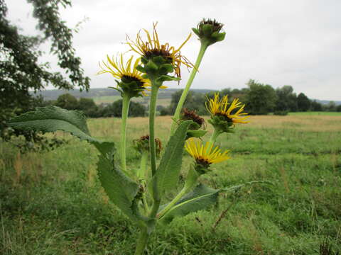 Слика од Picris hieracioides L.