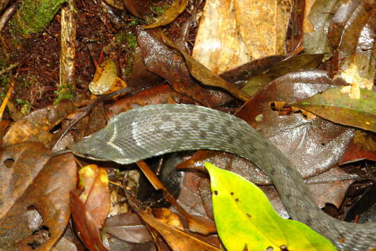 Image of Big-eyed mountain keelback