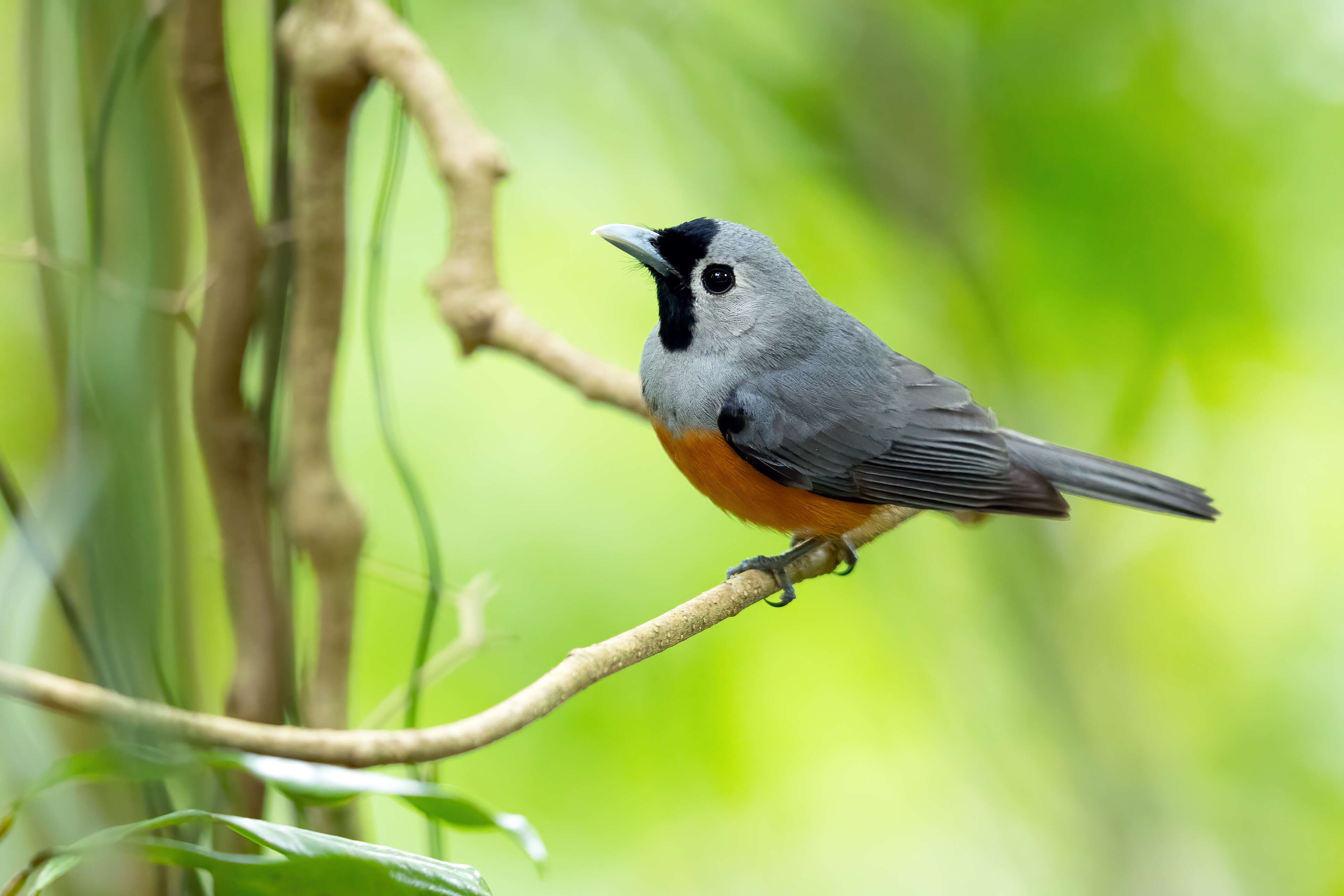 Image of Black-faced Monarch