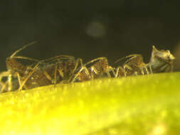 Image of Banana aphid