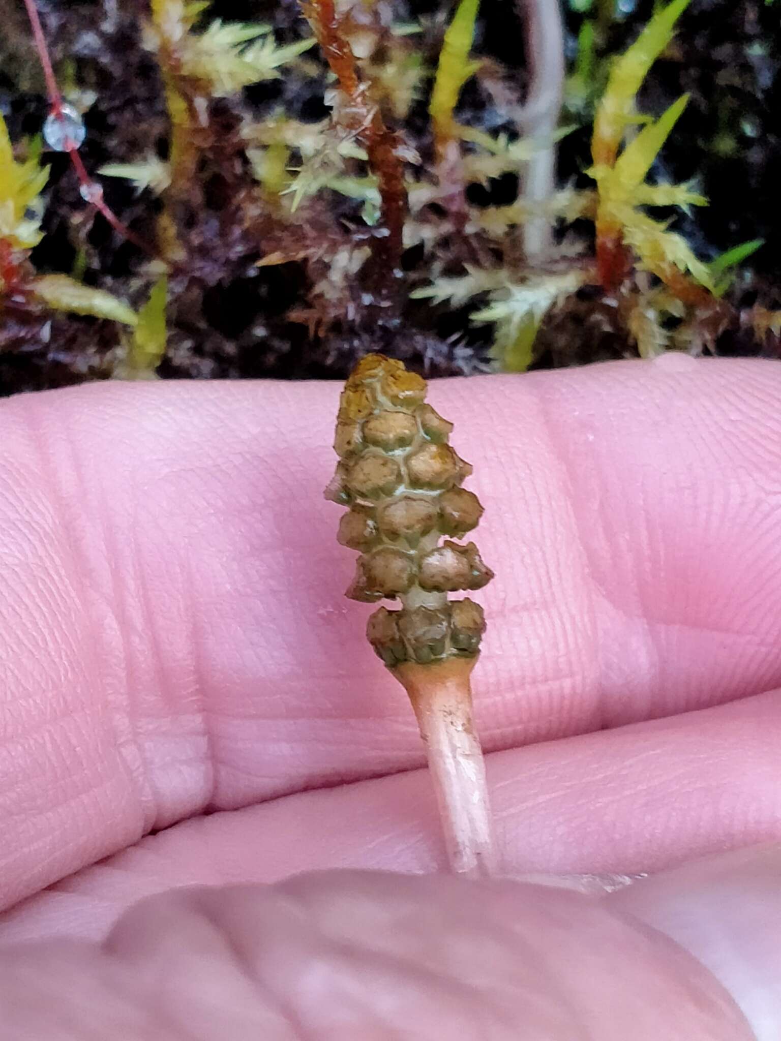 Image of field horsetail