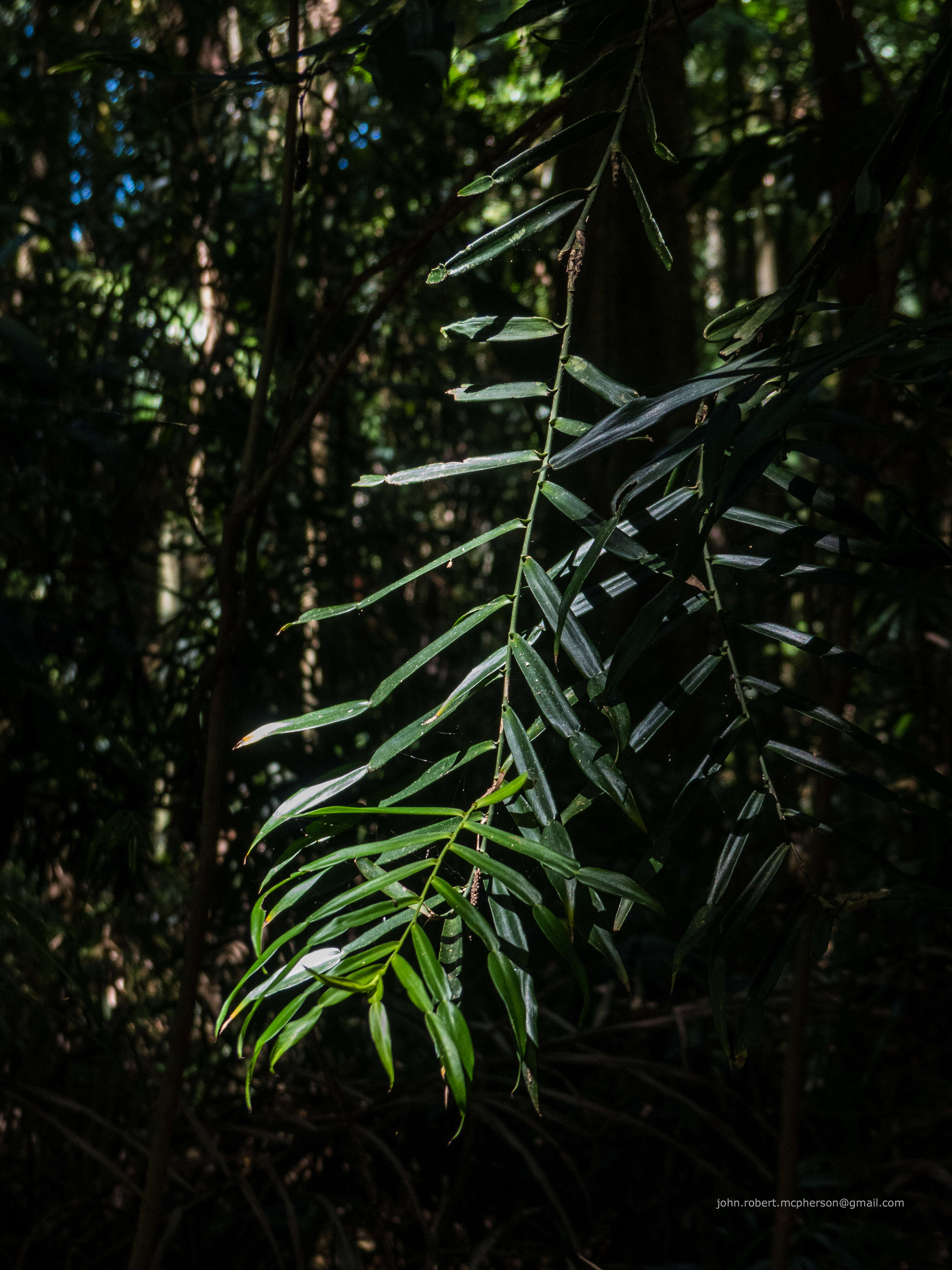 Image of Pothos longipes Schott