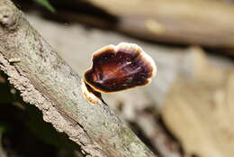 Image of Microporus xanthopus (Fr.) Kuntze 1898