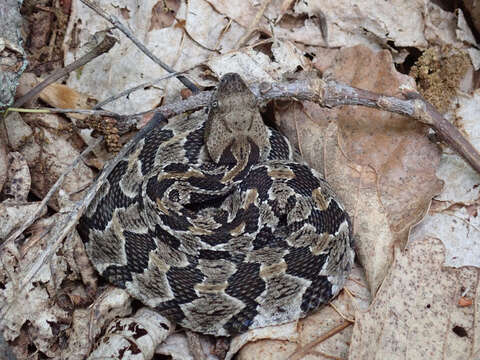 Image of Timber Rattlesnake