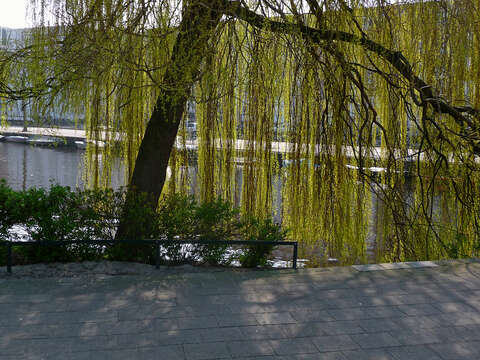 Image of Peking Willow