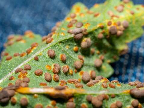 Imagem de Puccinia malvacearum Bertero ex Mont. 1852