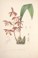 Image of Houlletia odoratissima Linden ex Lindl. & Paxton