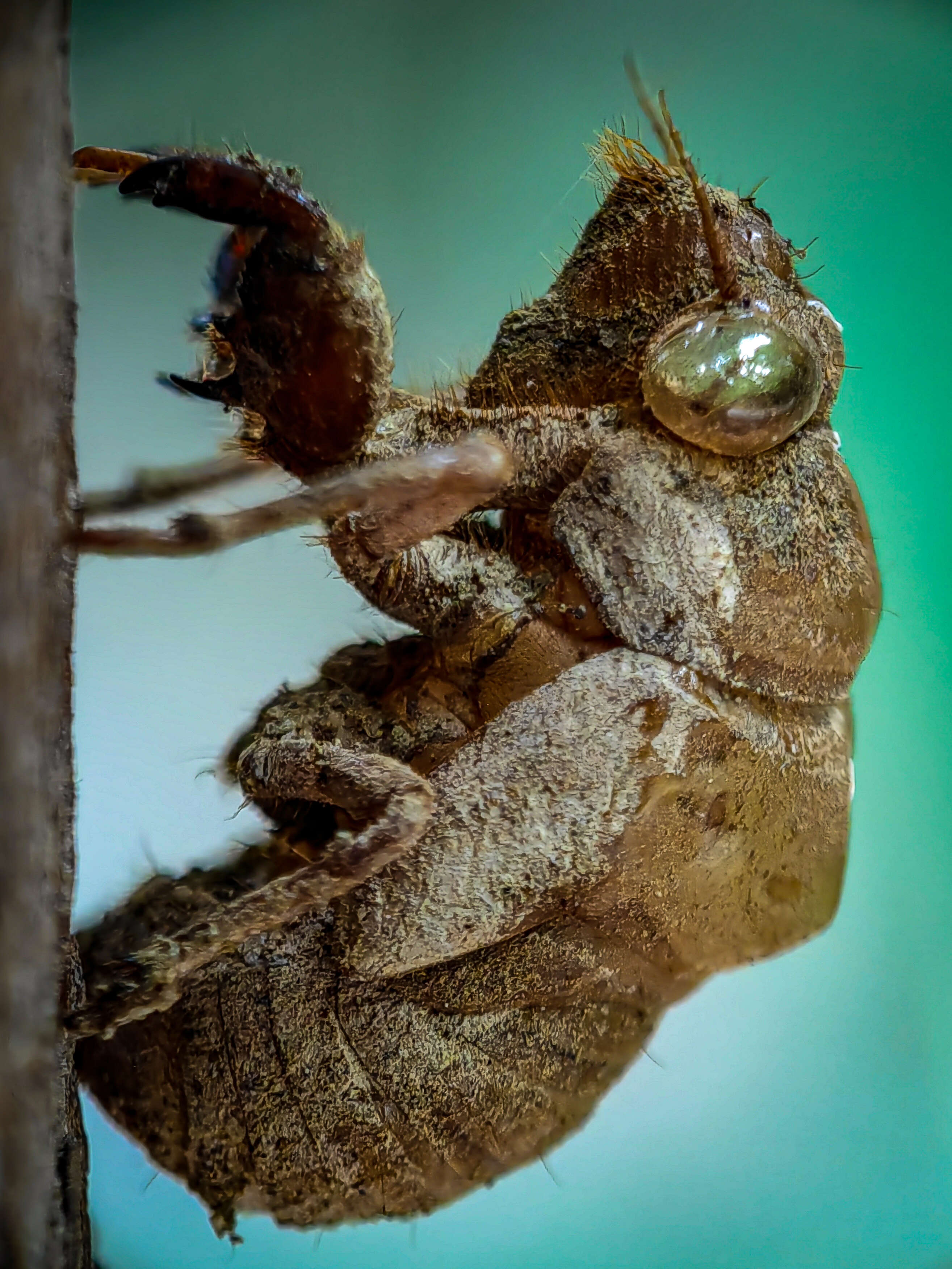 Image of Cicadas, Leafhoppers, and Treehoppers