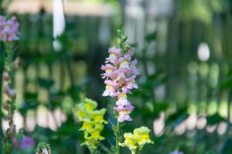 Image of garden snapdragon