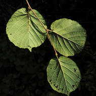 Image of Cobnut