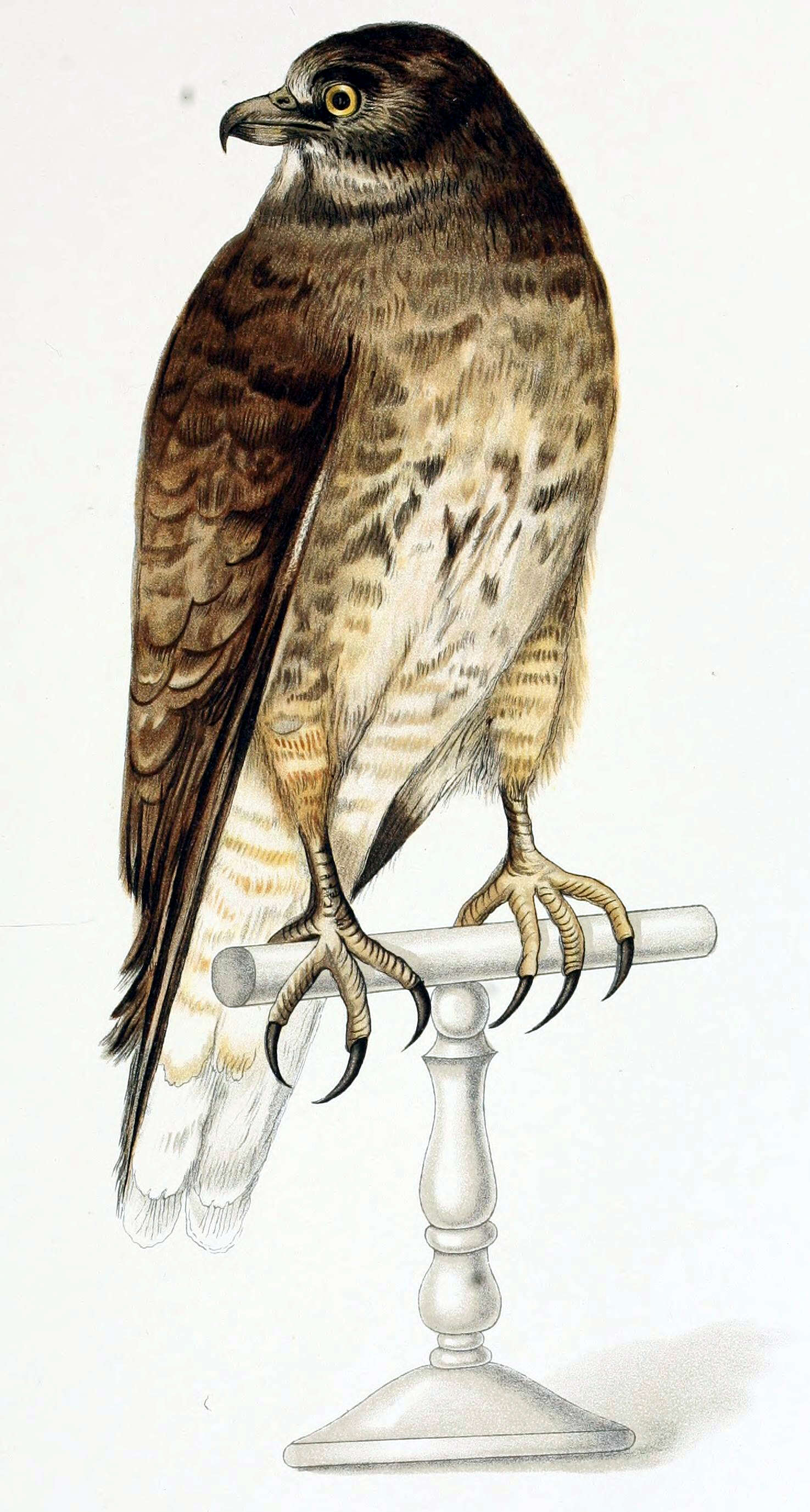 Image of Rufous-tailed Hawk