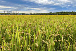 Imagem de Oryza sativa japonica