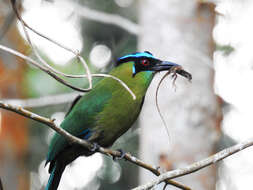 Image of Andean Motmot