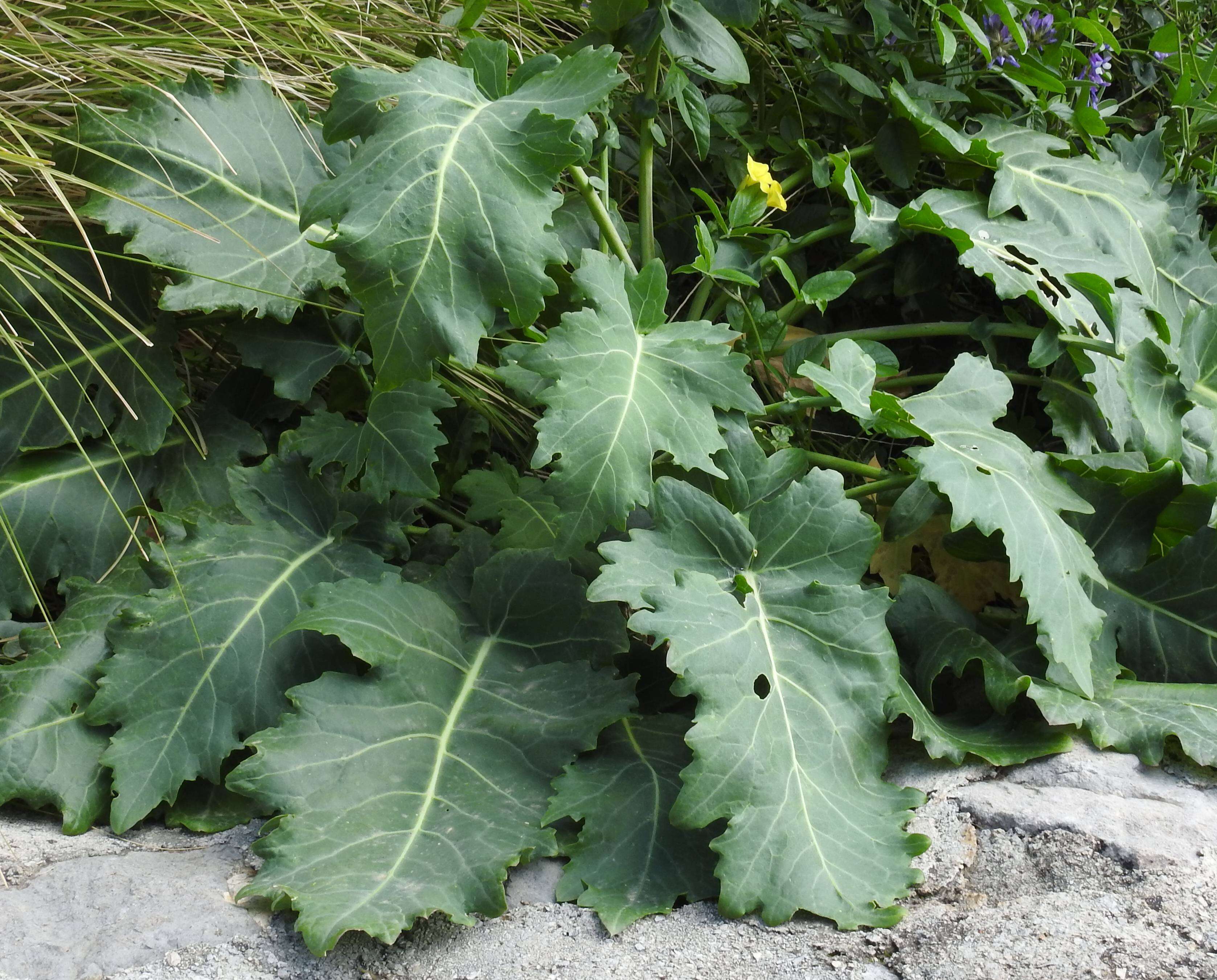 Plancia ëd Brassica rupestris Raf.